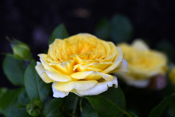 A bush with yellow roses. A yellow rosebud.  Juicy yellow flowers.