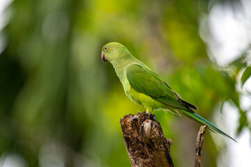 This photograph features a vibrant green Rose-ringed Parakeet perched on a weathered tree stump. Its striking red beak and slender tail feathers stand out against a soft, green, and blurred forest.
