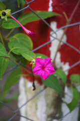 Vibrant natural flower symbolizing celebration and happiness.
