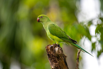 This photograph features a vibrant green Rose-ringed Parakeet perched on a weathered tree stump. Its striking red beak and slender tail feathers stand out against a soft, green, and blurred forest.