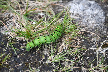 Caterpillar of Emperor Moth, Brandon Hill, Co. Kilkenny, Ireland