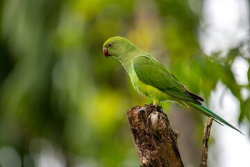 This photograph features a vibrant green Rose-ringed Parakeet perched on a weathered tree stump. Its striking red beak and slender tail feathers stand out against a soft, green, and blurred forest.