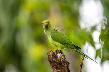 This photograph features a vibrant green Rose-ringed Parakeet perched on a weathered tree stump. Its striking red beak and slender tail feathers stand out against a soft, green, and blurred forest.