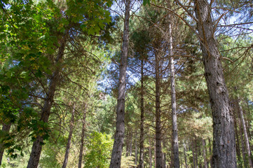 Paisaje natural de bosque de pinos mediterráneos en la serranía de Cuenca. Naturaleza virgen. 