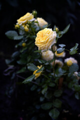 A bush with yellow roses. A yellow rosebud.  Juicy yellow flowers.