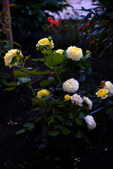 A bush with yellow roses. A yellow rosebud.  Juicy yellow flowers.