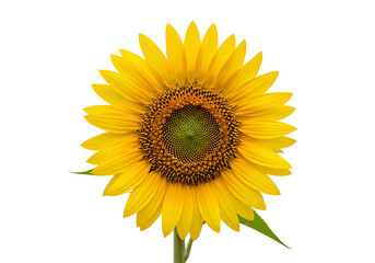 Fototapeta premium A vibrant sunflower, detailed and bright yellow, stands out against a striking black background.