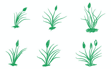 Green sprouts on white background