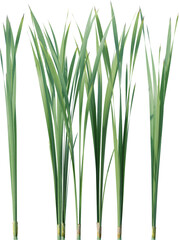 Fototapeta premium leaf, plant, dill, isolated, herb, branch, nature, food, white, tree, spice, fresh, ingredient, rosemary, fennel, twig, vegetable, herbal, seasoning, healthy, grass, bamboo, green, closeup, pine, flow