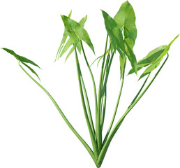 leaf, plant, dill, isolated, herb, branch, nature, food, white, tree, spice, fresh, ingredient, rosemary, fennel, twig, vegetable, herbal, seasoning, healthy, grass, bamboo, green, closeup, pine, flow