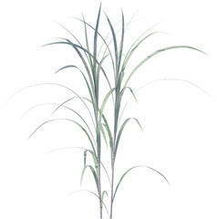 leaf, plant, dill, isolated, herb, branch, nature, food, white, tree, spice, fresh, ingredient, rosemary, fennel, twig, vegetable, herbal, seasoning, healthy, grass, bamboo, green, closeup, pine, flow