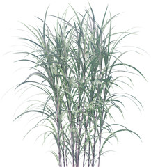 leaf, plant, dill, isolated, herb, branch, nature, food, white, tree, spice, fresh, ingredient, rosemary, fennel, twig, vegetable, herbal, seasoning, healthy, grass, bamboo, green, closeup, pine, flow