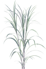 leaf, plant, dill, isolated, herb, branch, nature, food, white, tree, spice, fresh, ingredient, rosemary, fennel, twig, vegetable, herbal, seasoning, healthy, grass, bamboo, green, closeup, pine, flow