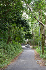 A drive through thick wooded forest