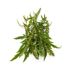 Flower and leaves of ambrosia.