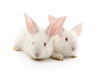 Two white rabbits.