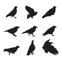 Black and white silhouette dove crow isolated