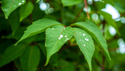 Green leaf with water droplets sparkling freshness in natural light
