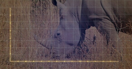Grazing adult rhinoceros feeding in savanna with tall dry grass, grid lines and yellow axis markers