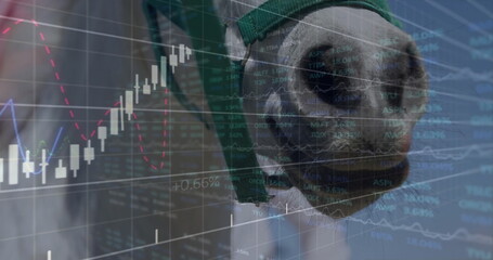 Showing horse head wearing green halter at barn stall, with candlestick chart overlays, copy space
