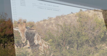 Browsing giraffe eating leaves from dense green shrubs on sunny slope, with digital code overlay
