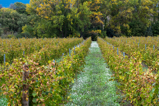 Vineyard rows in La Rioja, Spain, framed by autumn foliage, illustrating seasonal agriculture, grape harvest, and the enduring connection between rural traditions and wine landscapes
