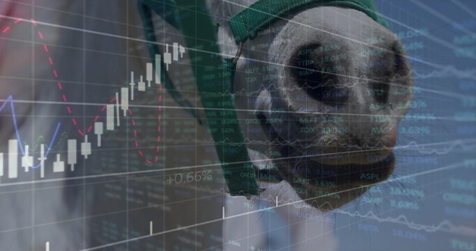 Fototapeta Showing horse head wearing green halter at barn stall, with candlestick chart overlays, copy space