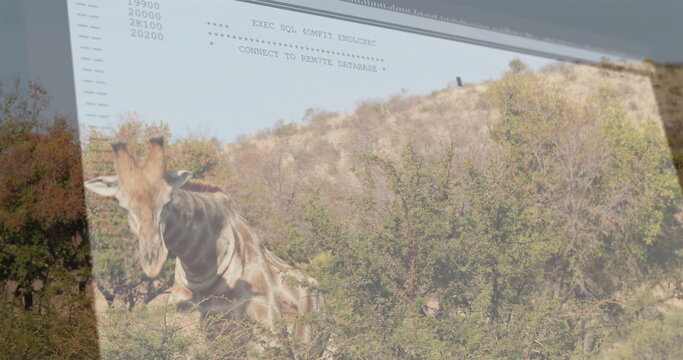 Browsing giraffe eating leaves from dense green shrubs on sunny slope, with digital code overlay