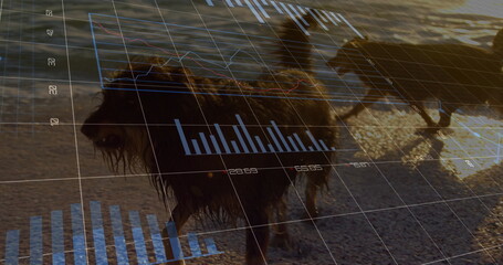 Running shaggy dog on sunset beach with grid, bar and line graph overlays and second dog