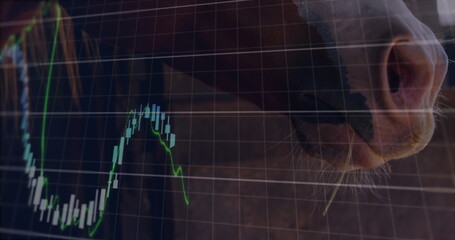 Showing horse muzzle with whiskers, nostril in barn overlaying financial stock chart, copy space