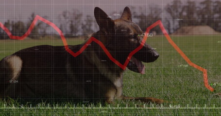 German Shepherd-type dog lying in grassy field, with red graph overlay, grid and numerical labels