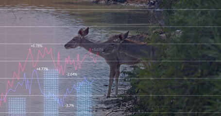 Drinking lake water, two moose bending necks at lake shore with shrubs and financial chart overlay