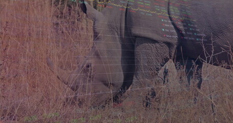 Grazing adult rhinoceros feeding on sparse vegetation in dry grassland, with tall grass and shrubs