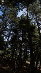 Obraz premium Tall Pine Trees in a Dense Forest with Sunlight and Shadows