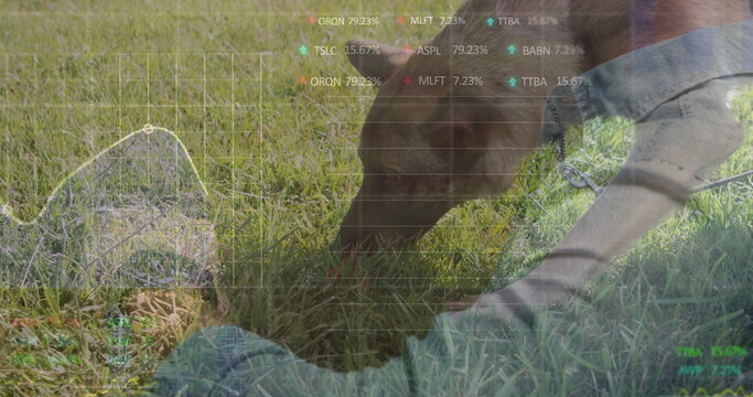 Dog's head lowering and sniffing grass in park, with leash collar and financial chart overlay - Powered by Adobe
