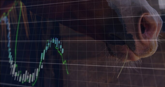 Fototapeta Showing horse muzzle with whiskers, nostril in barn overlaying financial stock chart, copy space