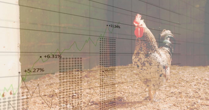 Standing rooster showing red comb, wattles in wire mesh pen, with stock chart overlay copy space