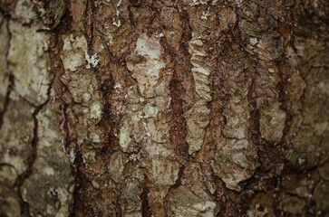 Detailed Tree Bark Texture Background in Nature