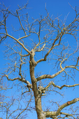 A tree with no leaves is standing in a blue sky