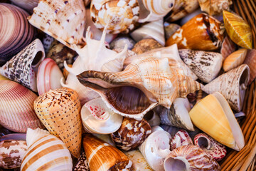 There are many seashells and conchs in the basket All shells are of different colors and shapes.
