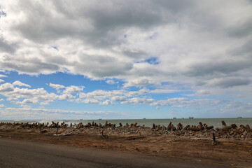 Port Elizabeth or Gqeberha, South Africa. View from the route