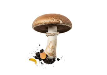 A single brown mushroom rises from the ground, showcasing its cap and stem against a stark black background.