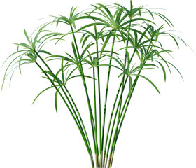 leaf, green, plant, nature, isolated, tree, fern, branch, white, leaves, vector, palm, foliage, grass, illustration, spring, abstract, natural, herb, flower, growth, stem, tropical, floral, beauty,