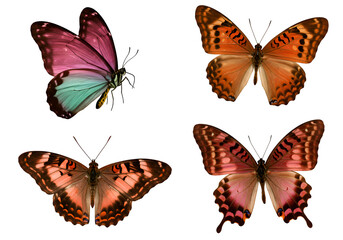 Naklejka premium Vibrant Butterfly Collection: Four Exquisite Winged Designs Isolated on Transparent Background