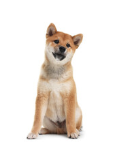 Cute Shiba Inu dog sitting on white background