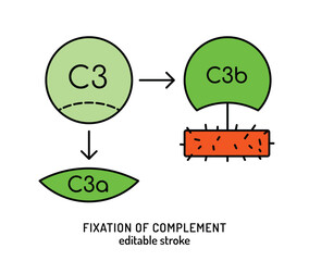Vector illustration of C3 complement protein fixation process