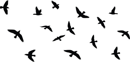 Silhouette illustration of birds flying in sky, scattered black bird shapes on white background, wildlife vector art for nature and freedom themes