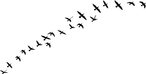 Flying birds in curved formation silhouette, vector black birds in flight, nature wildlife concept, freedom symbol, isolated on white background design