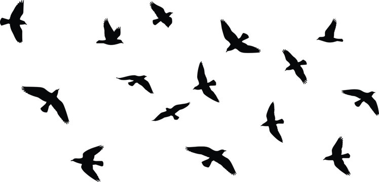 Silhouette illustration of birds flying in sky, scattered black bird shapes on white background, wildlife vector art for nature and freedom themes