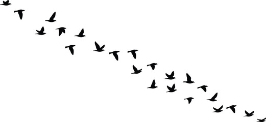 Flock of birds flying in V formation, black silhouette vector illustration, migration concept, nature, freedom, wildlife, sky, isolated on white background